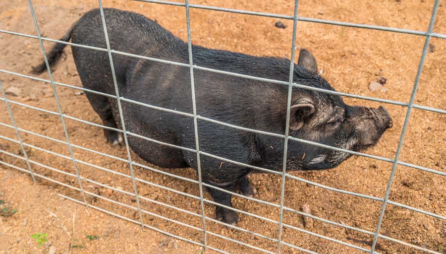 Hog Wire Fence Panel With Pot Belly Pig