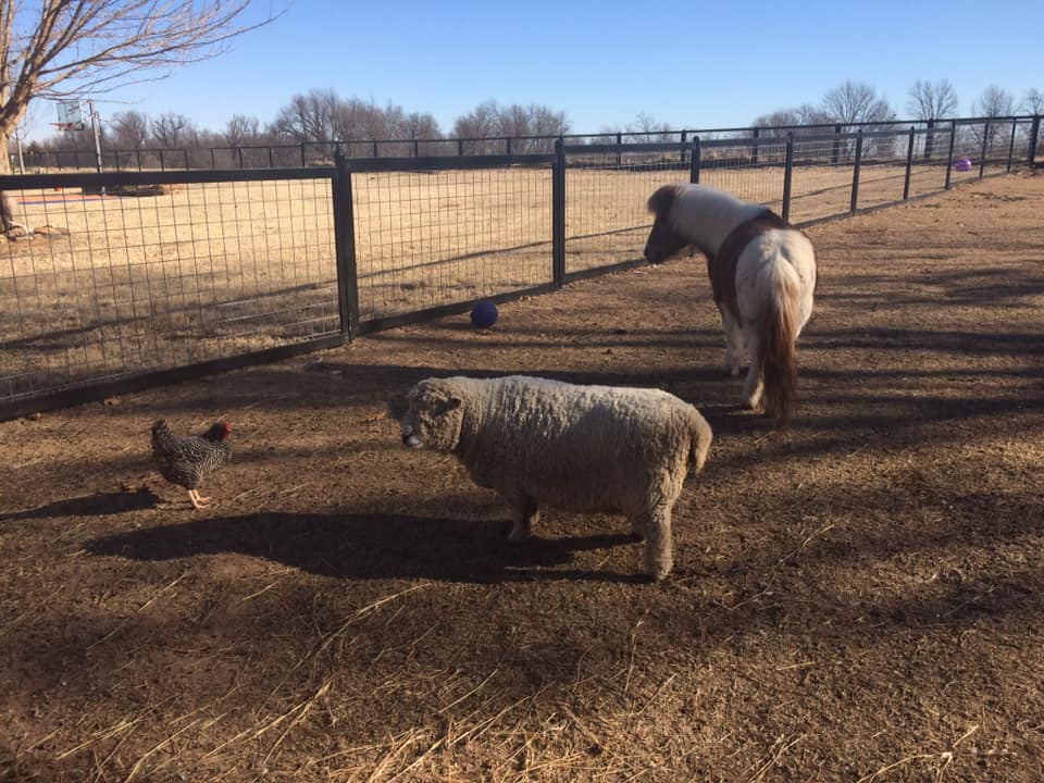 Hog Wire Fence to Keep Animals In